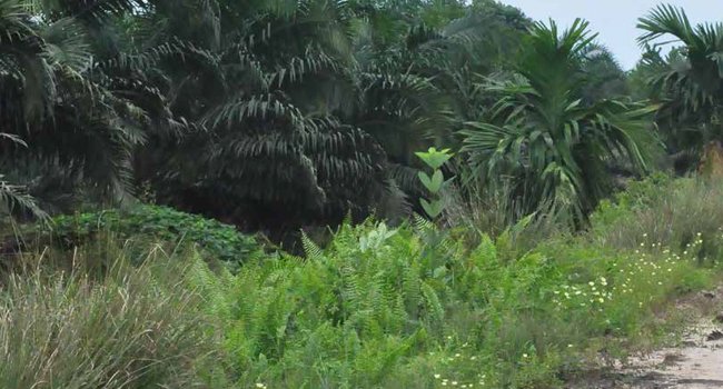 GAGAL RAIH US$ 1MILIAR, BERIMBAS BISNIS SAWIT BUYAR