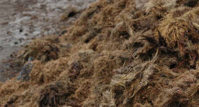 INFO MAKSI : POTENSI TINGGI  BIO ETANOL GENERASI KEDUA