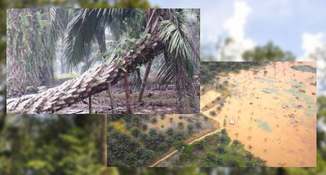 Menggantang Resiko Sawit di Lahan Gambut