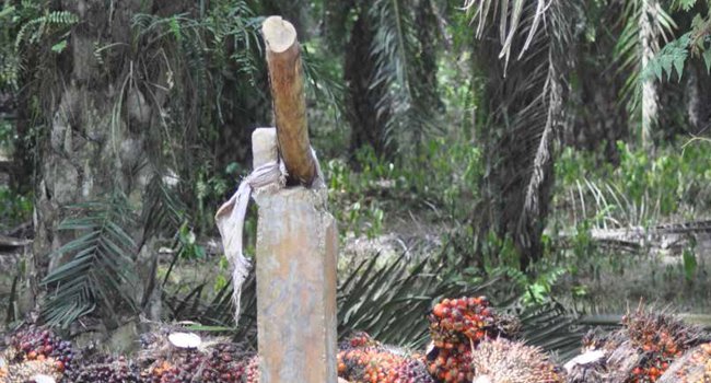 MORATORIUM,  MENGANCAM HIDUP PETANI