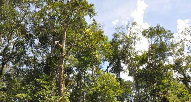 MORATORIUM PERLU DIPERTAHANKAN?