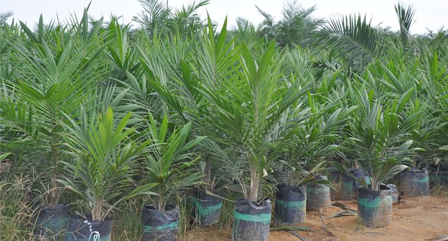 Pemda Bengkulu Selatan Akan Jual Bibit Sawit Unggul     