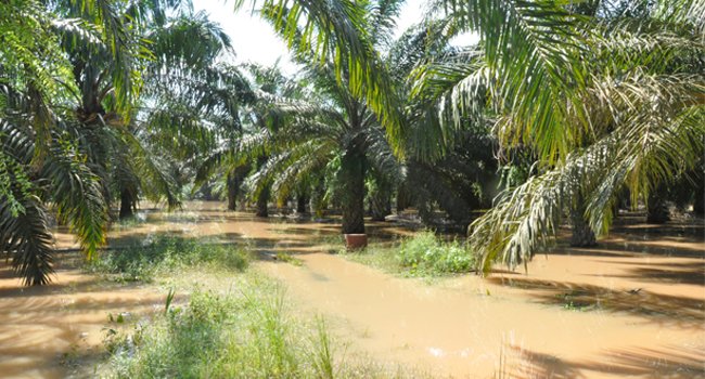 Ratusan Kebun Sawit Di Kampar Terendam Banjir 