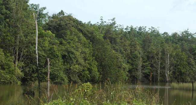 SOLUSI TUNTAS TATA KELOLA HUTAN?