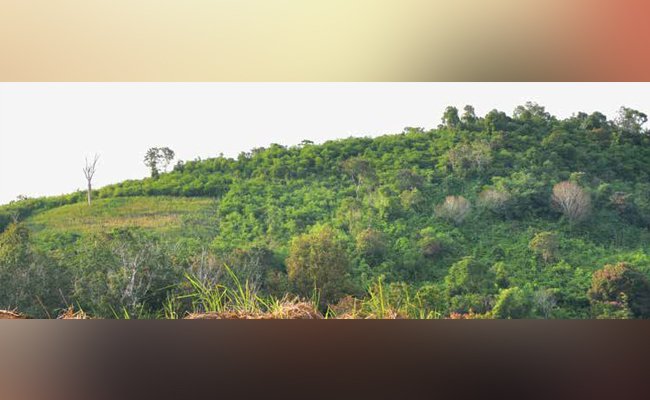 GADUH TUDINGAN SAWIT MERUSAK HUTAN