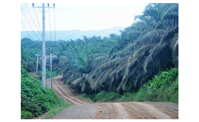 KEBERPIHAKAN SAWIT