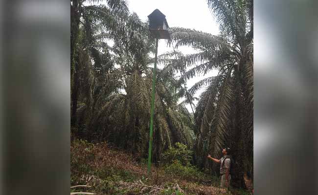 Delegasi Uni Eropa Lihat Langsung Perkebunan Kelapa Sawit di Jambi