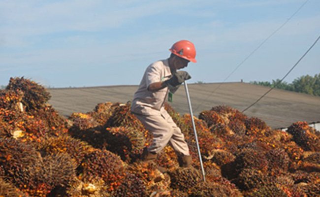 Harga Sawit Riau Periode 18-24 April 2018 Turun Rp 17,77/Kg