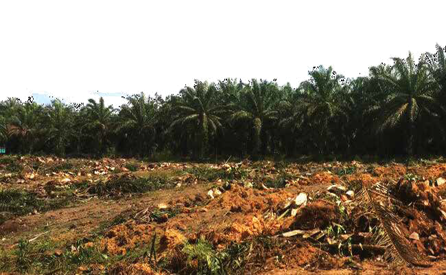 INFO BGA - PEREMAJAAN SAWIT DILAKUKAN, EKONOMI PETANI PUN MULAI MEMBAIK