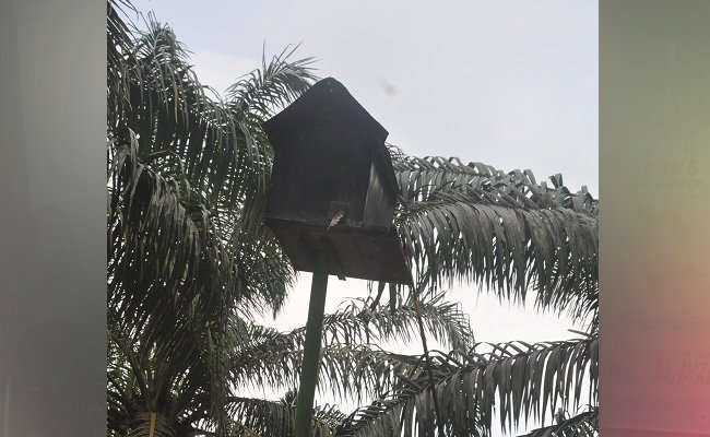 Provinsi Jambi Kembangkan Perkebunan Kelapa Sawit Lestari