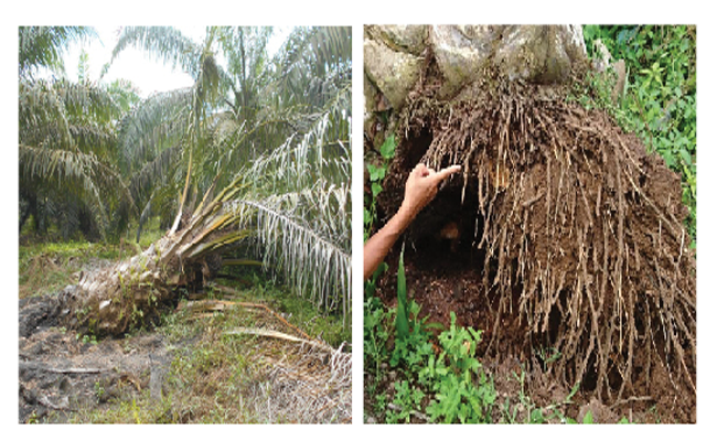 Kesadaran Menyehatkan Tanah Selamatkan Sawit dari Ganoderma