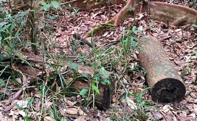 7 Bank Ditengarai Picu Kerusakan Hutan