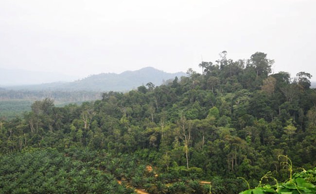 Sawit dan Tudingan Merusak Hutan