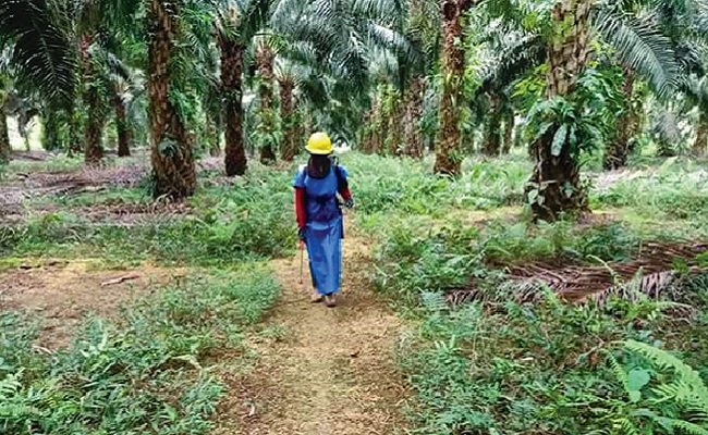 Efisiensi Penyemprotan Di Sawit: 1000 Langkah Atau Langkah 1000