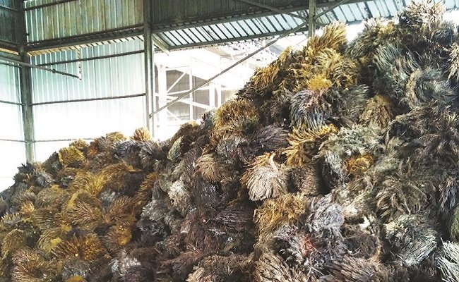 Membangun Pasar Biomassa Sawit, Kayu Dan Kelapa Di Jepang
