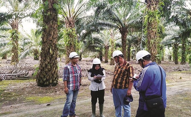Strategi Menambah Luasan Dan Anggota Bersertifikat Berkelanjutan (2)