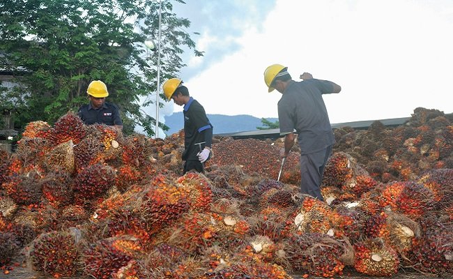 4 hal ini Bisa wujudkan Hubungan Industrial Sektor Sawit Bisa Kondusif