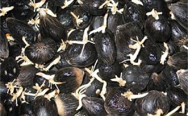 Awas Benih Sawit Palsu Masih Beredar