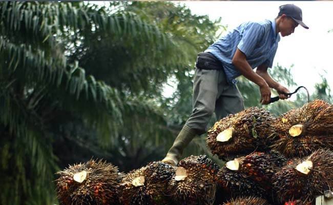 Harga TBS Sawit Jambi Periode 8-14 April 2022 Naik Rp 51,02/kg, Berikut Harganya..