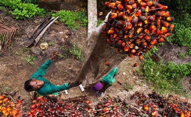 Harga TBS Sawit Kaltim Periode Mei 2022 Naik Rp 125,53/kg, Berikut Harganya..