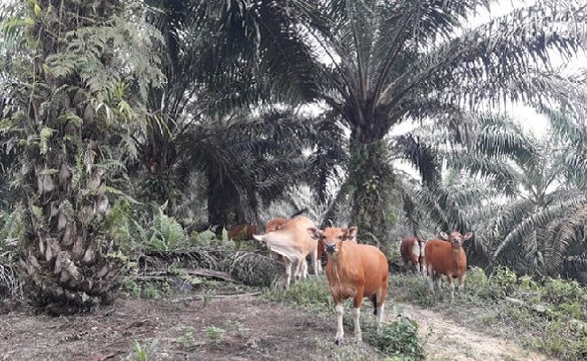 Integrasi Sawit-Sapi, Bukan Alasan Penyebab Utama Ganoderma
