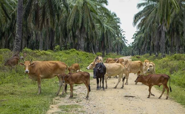 Integrasi Sawit Sapi Bukan Hama, Ini Penjelasannya