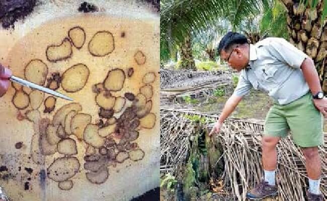 Kenali Gejala Peyakit Ganoderma di Perkebunan Kelapa Sawit