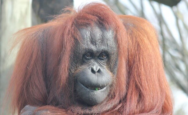 Pertama Kali di Dunia, Orangutan Jadi Direksi Perusahaan Sawit
