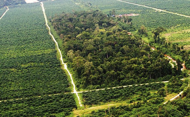 Produksi Minyak Sawit Berkelanjutan Indonesia Tumbuh 63% Dalam 5 Tahun