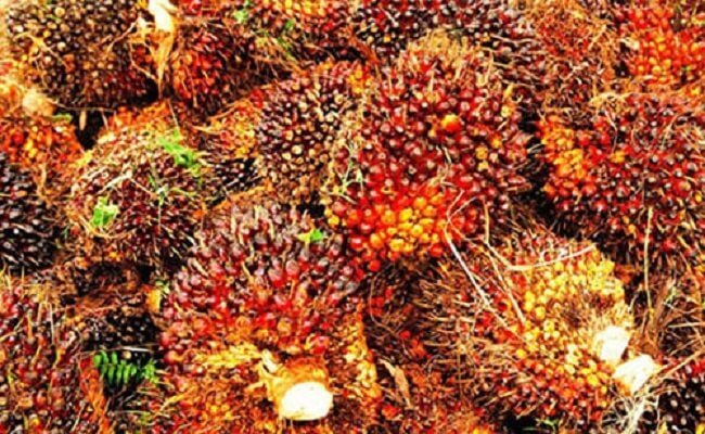 Produksi TBS Sawit Astra Agro Menurun di 2021, Tapi Produksi CPO Digenjot