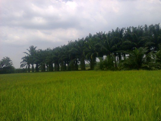 Beberapa Petani Sawit Di Mukomuko Alihfungsikan Lahan Jadi Sawah