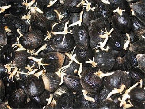 Penjualan Benih Bibit Sawit Lonsum Meningkat 70,1%