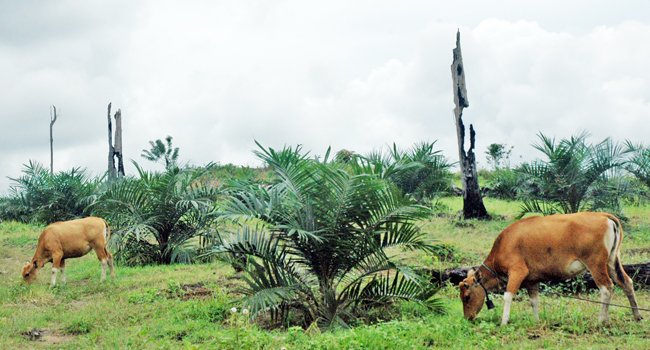 Belum Jadi Priorotas, Integrasi Sapi Sawit Melempem