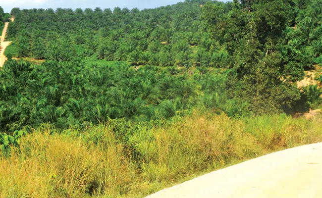 DITUDING MERUSAK, MENCUAT MORATORIUM 