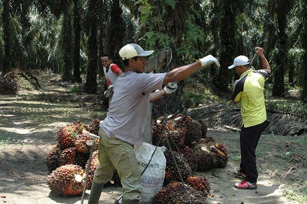 Harga TBS Riau Periode 17-23 Agustus Naik Rp 104/Kg