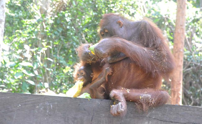 SMART & OFI Lepasliarkan Orangutan 