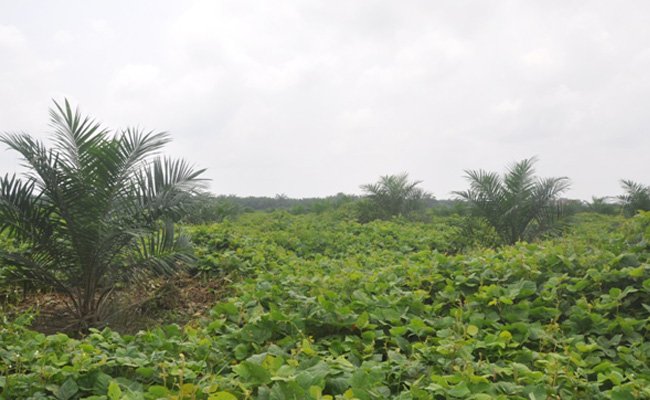 14 Perusahaan Terindikasi Tidak Miliki IUP di Jambi