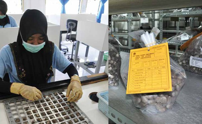 BENIH SAWIT MELIMPAH, TIDAK ADA ALASAN IMPOR