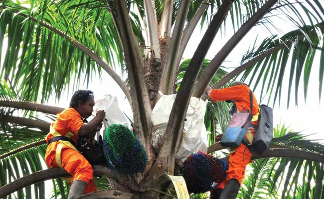 INDUSTRI BENIH SAWIT NASIONAL ASA KEMBALI BERJAYA