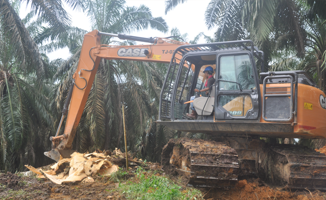 Memperbaiki Tata Kelola Perkebuna Kelapa Sawit