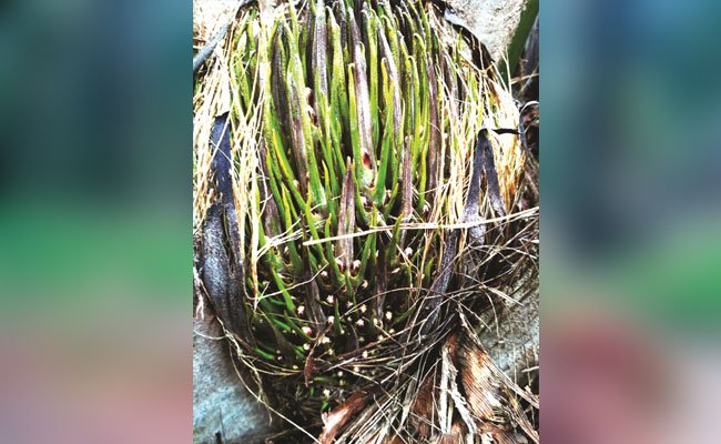 Menakar Produksi Perkebunan Kelapa Sawit (Taksasi)