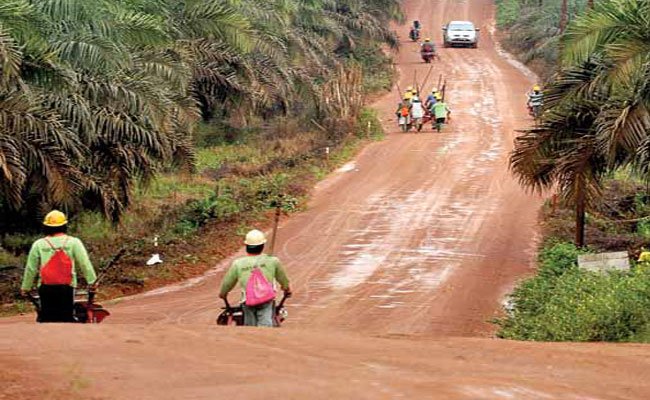 Pengelolaan Perkebunan Kelapa Sawit Didorong Lindungi Hak Anak