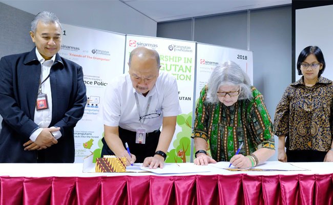 Sinar Mas dan OFI Lanjutkan Kerjasama Pelepasliaran Orangutan