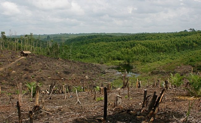 Analisa Greenpeace: 1 Juta Ha Lahan Terbakar di Area Moratorium Hutan