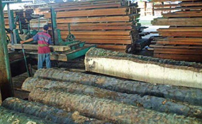 Menggali Potensi Kayu Sawit