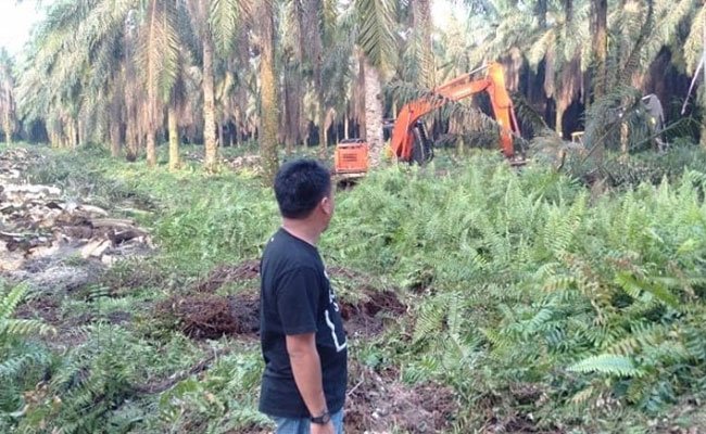 Petani Sawit Minta Jokowi Serius Tingkatkan Kualitas SDM Petani