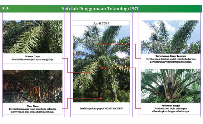 Teknologi PKT Solusi Hadapi Ketidakpastian Harga Sawit