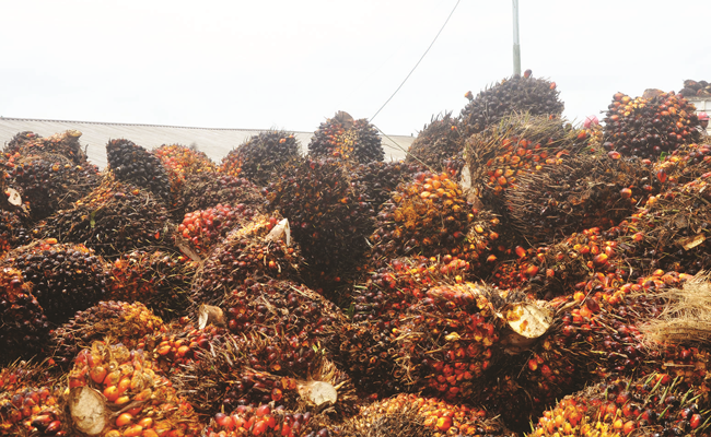 Harga TBS Sawit Riau Periode 12-18 Agustus 2020 Naik Rp 110,80/Kg