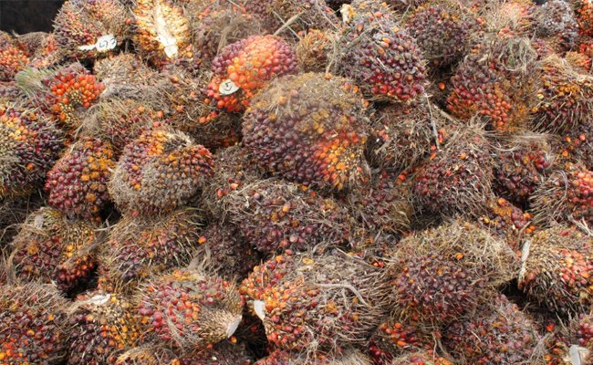 Harga TBS Sawit Sumsel Periode II-Agustus 2020 Naik Rp 96,31/Kg