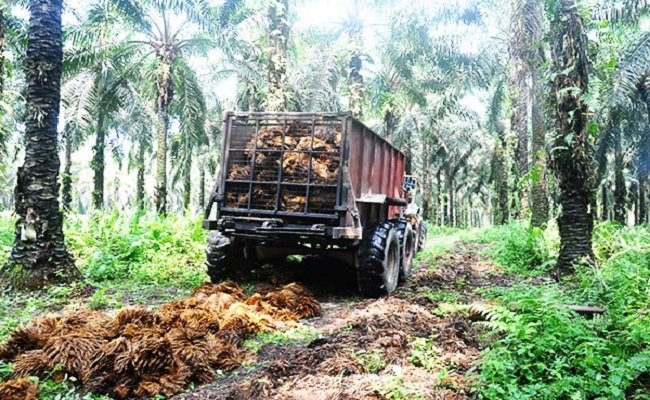 Mekanisasi Mampu Selamatkan Industri Minyak Sawit
